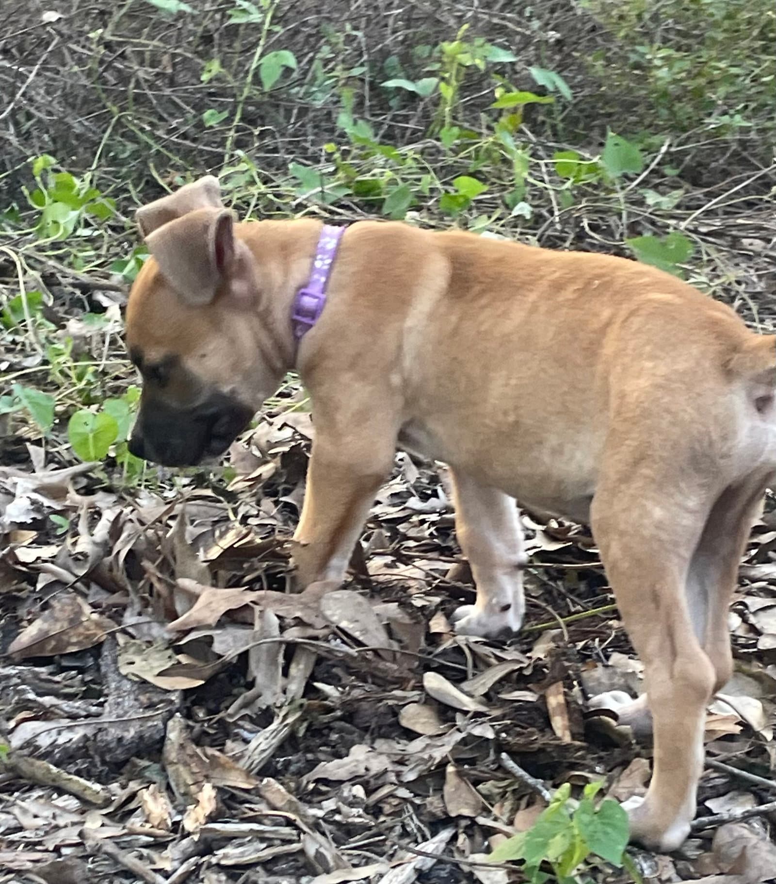 Barney - Labrador Retriever