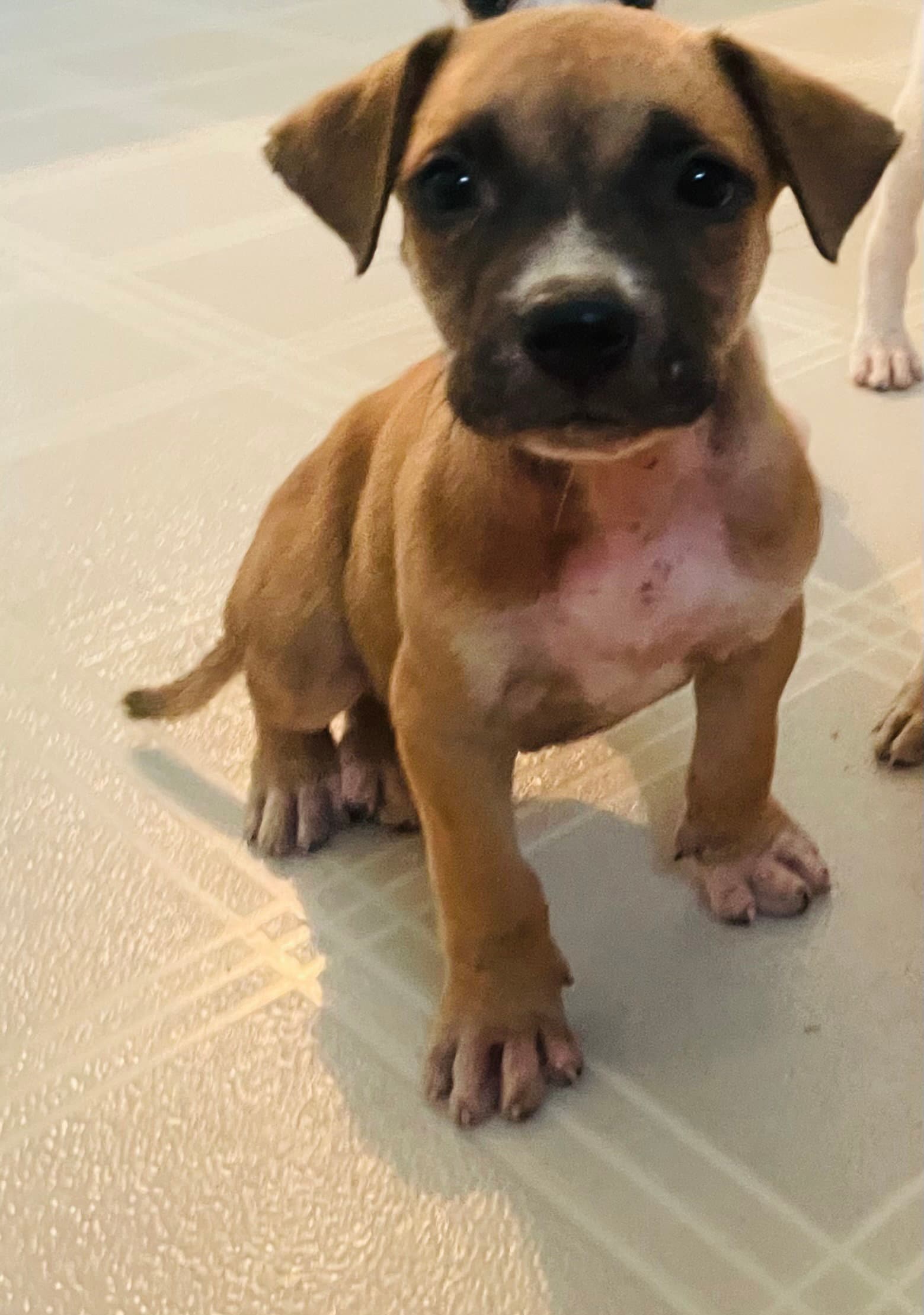Rumble - Labrador Retriever