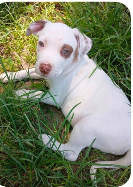 Roadie - Labrador Retriever