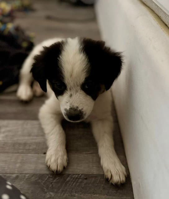 Chloe - Australian Shepherd