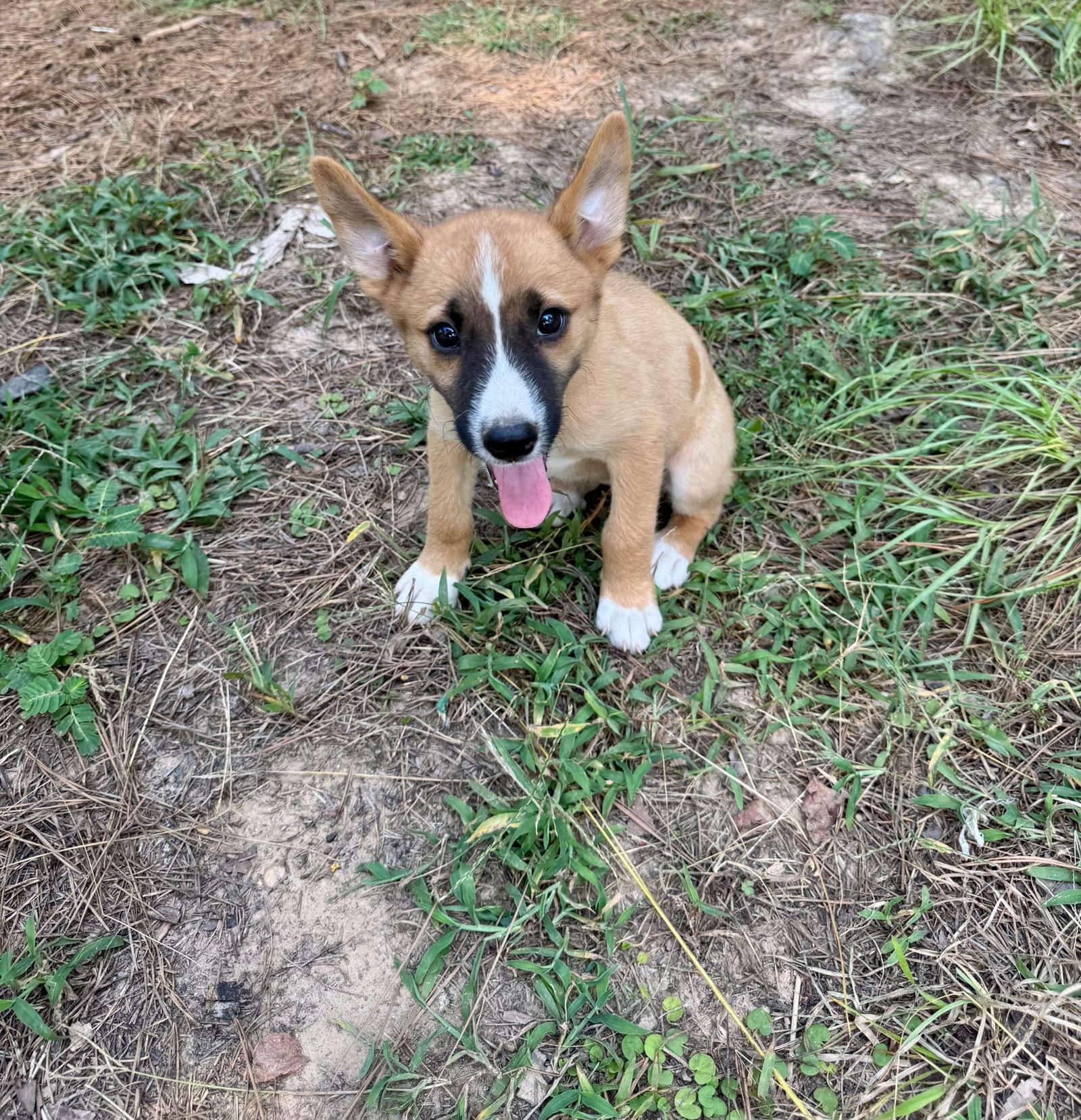 Foxy - Australian Cattle Dog/Blue Heeler