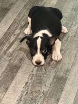 Jack image 1