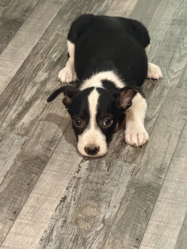 Jack - Border Collie