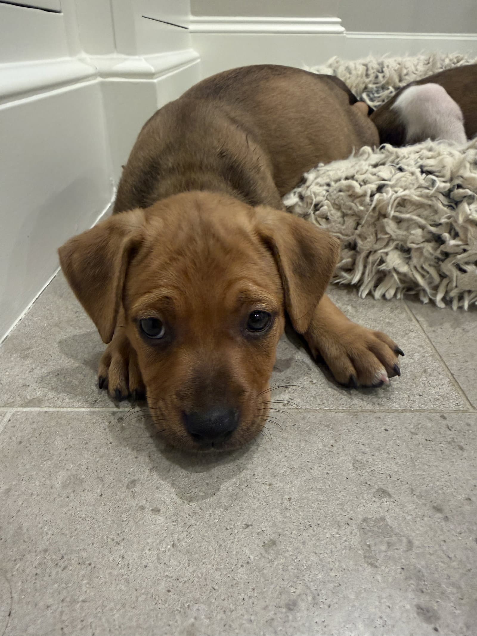 Peony - Staffordshire Bull Terrier