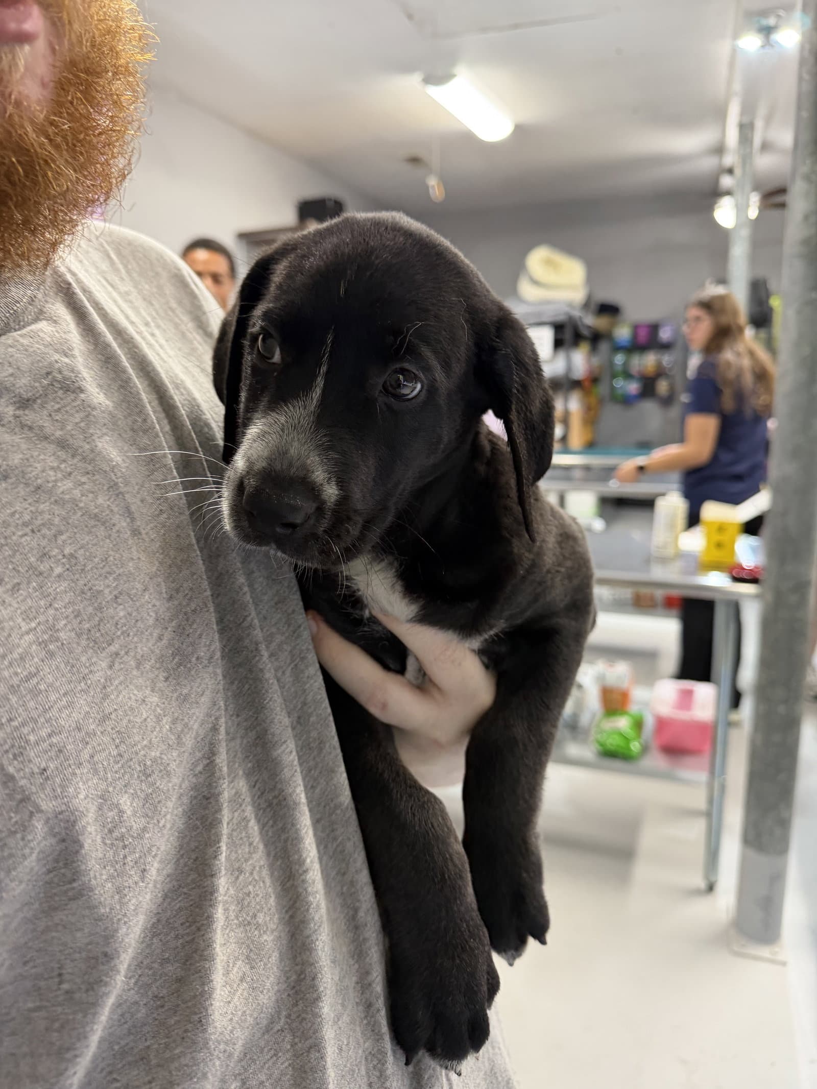 Faith - Labrador Retriever