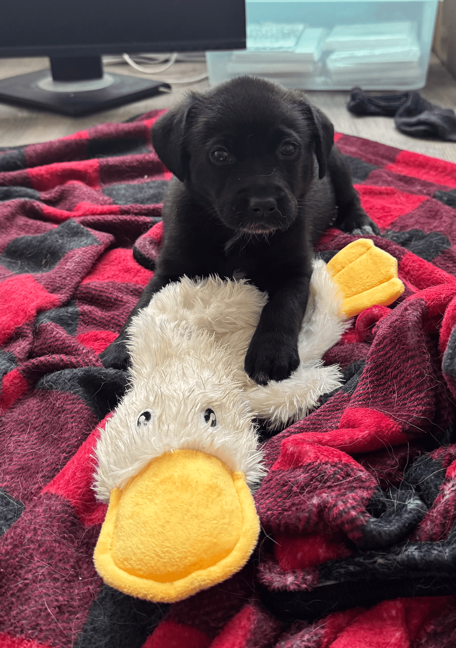 Posey - Labrador Retriever