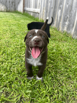 Tootsie image 1