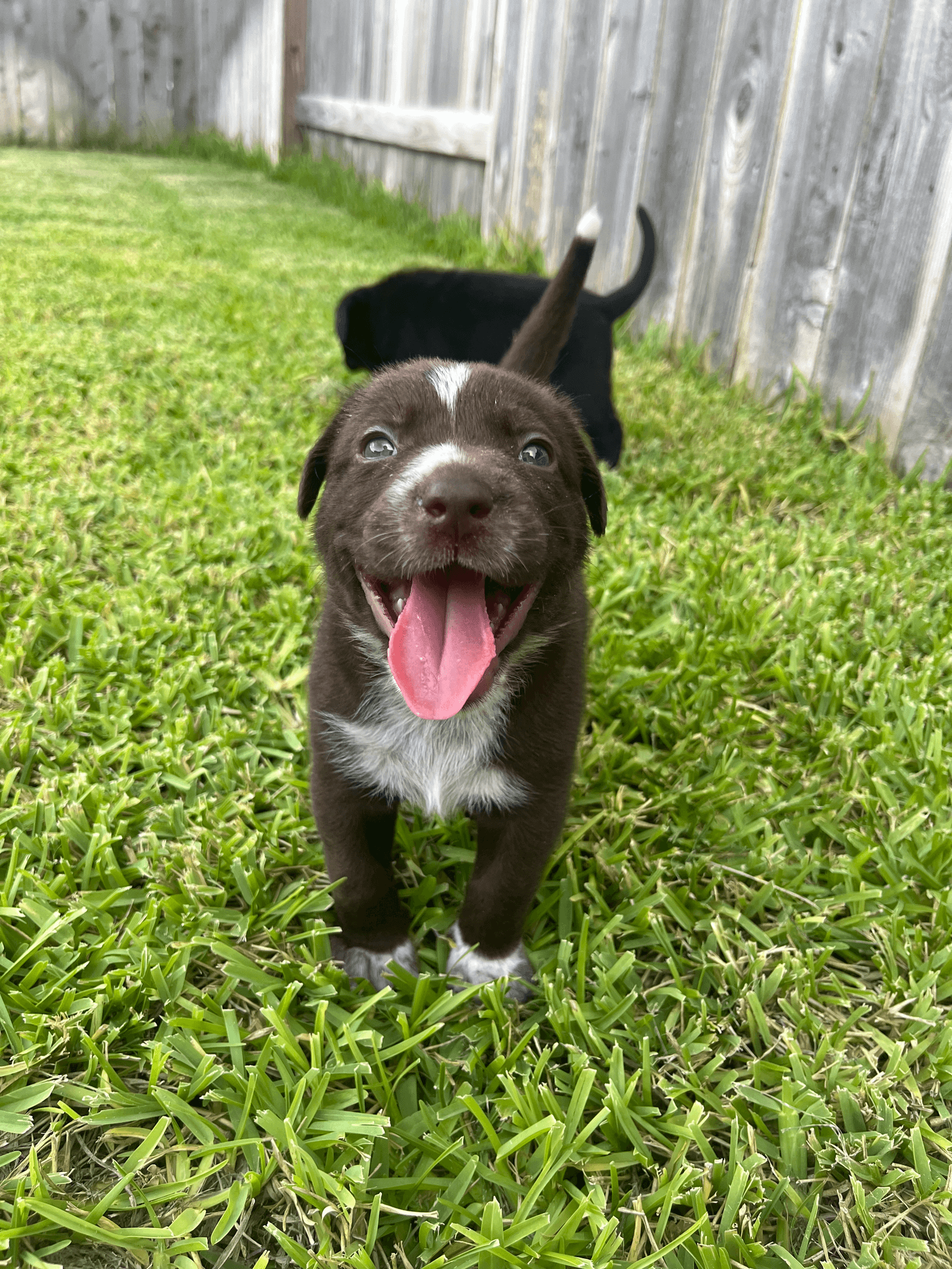 Tootsie - Labrador Retriever