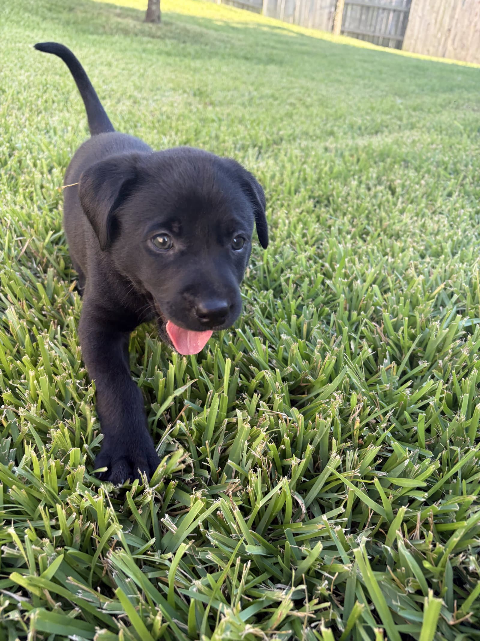 Fitzgerald - Labrador Retriever