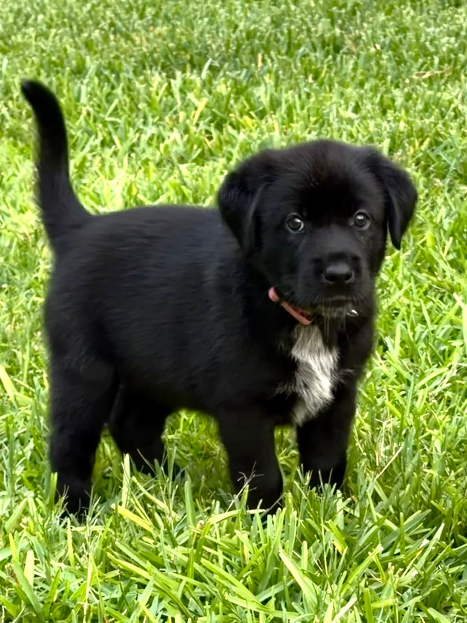 Mckinley - Labrador Retriever