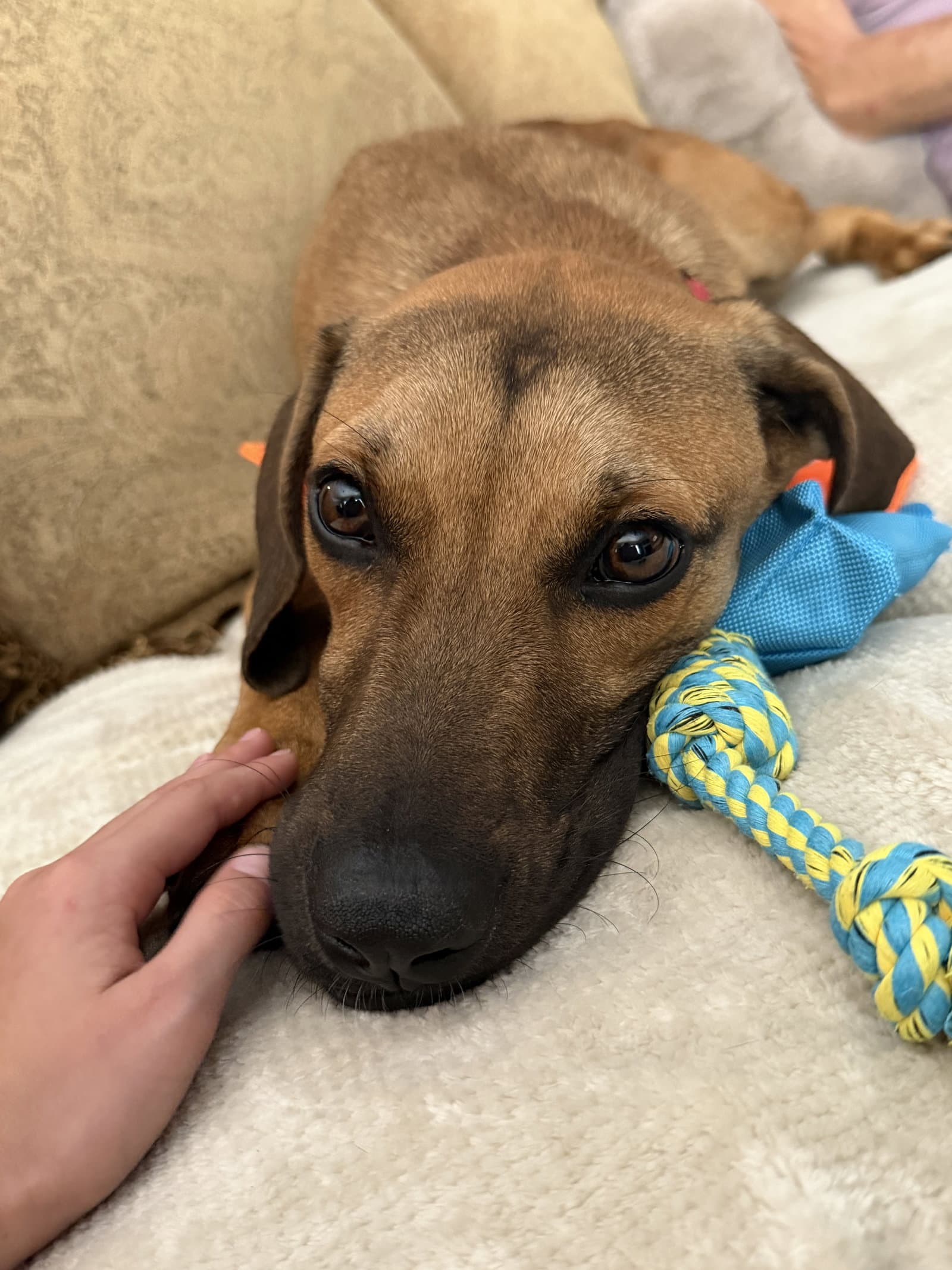Moe - Labrador Retriever
