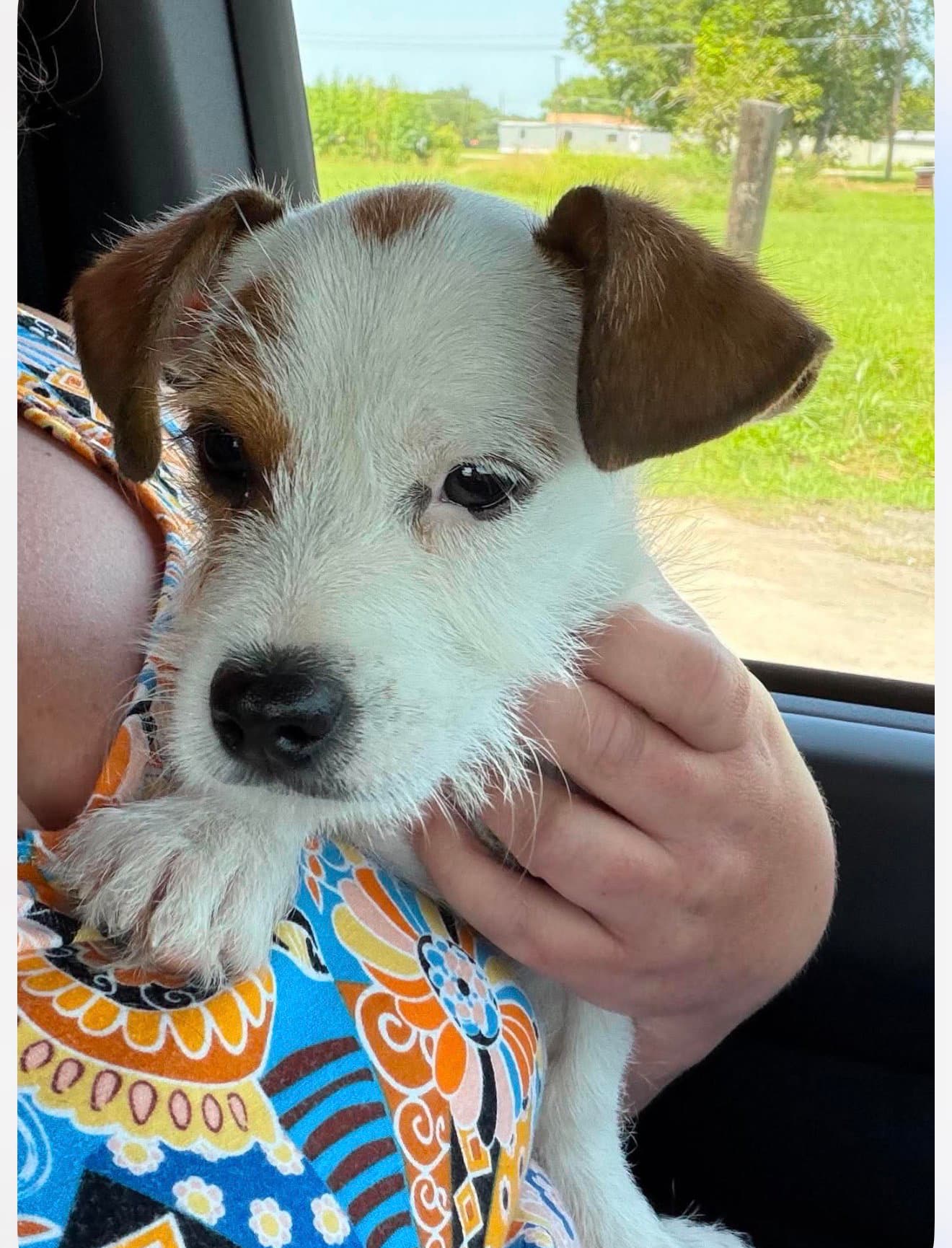Nacho - Terrier