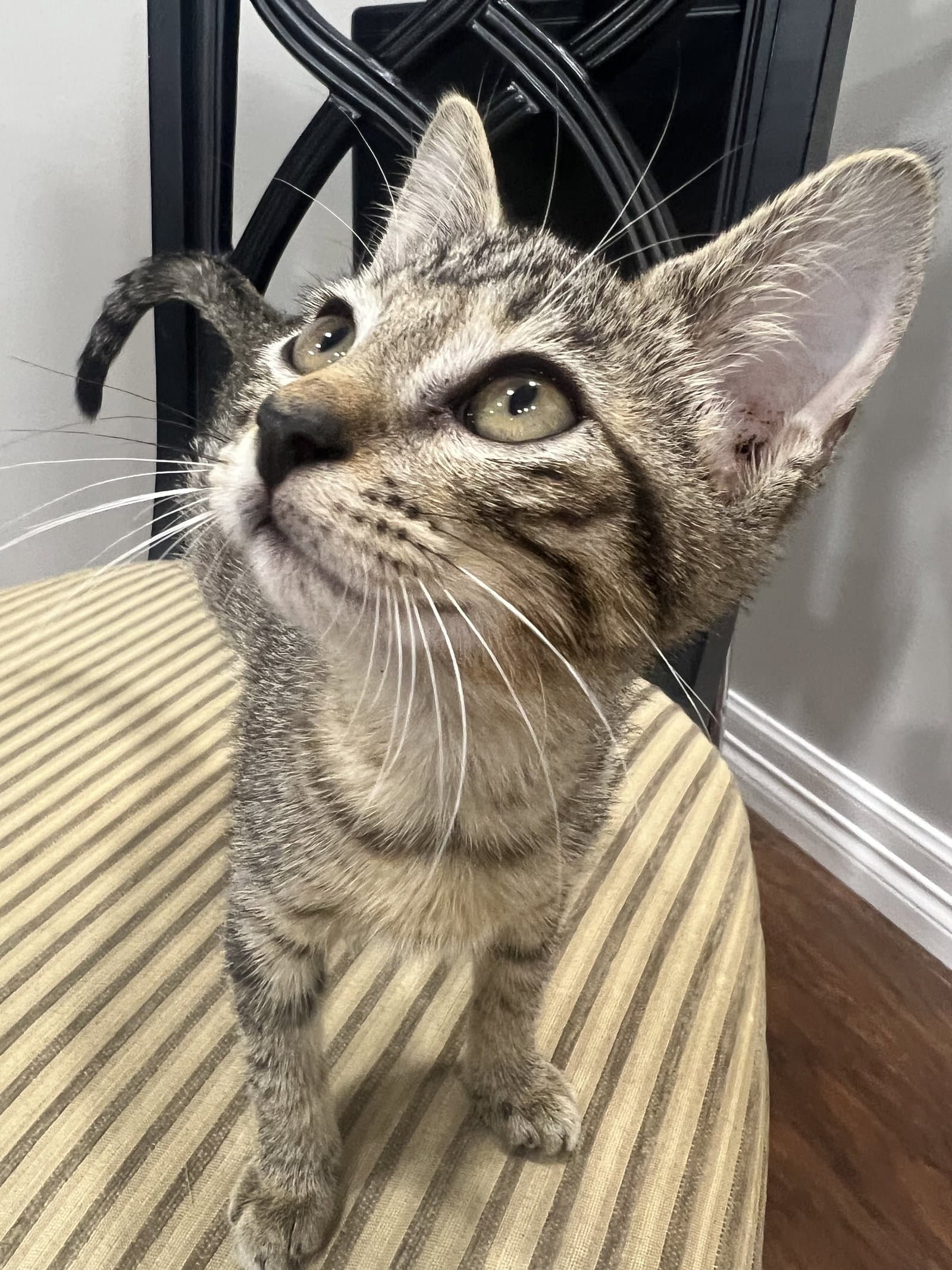 Sky - Domestic Short Hair