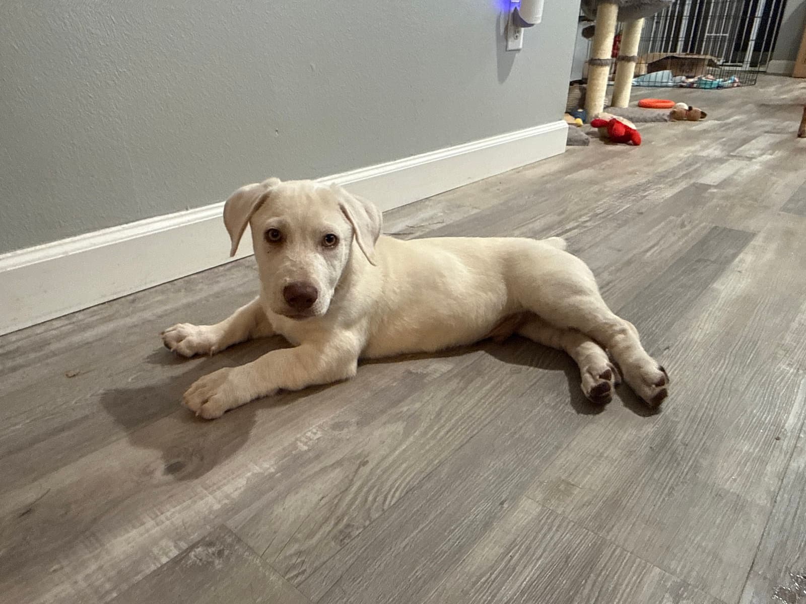 Jonas - Labrador Retriever