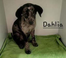 Dahlia Sage image 1