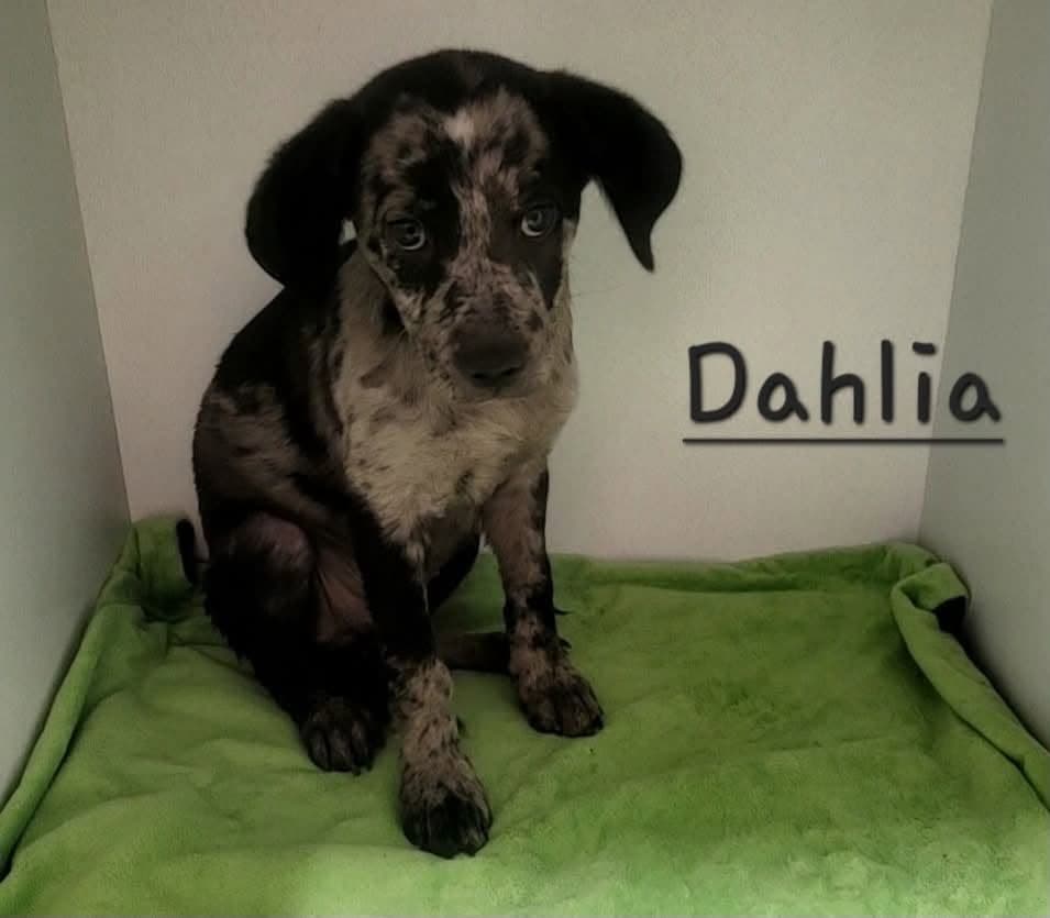 Dahlia Sage - Catahoula Leopard Dog