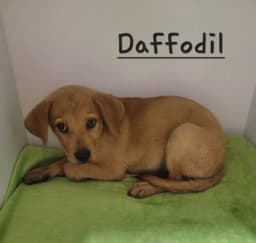 Daffodil image 1
