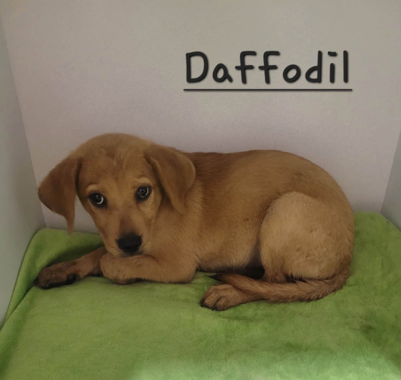 Daffodil - Golden Retriever