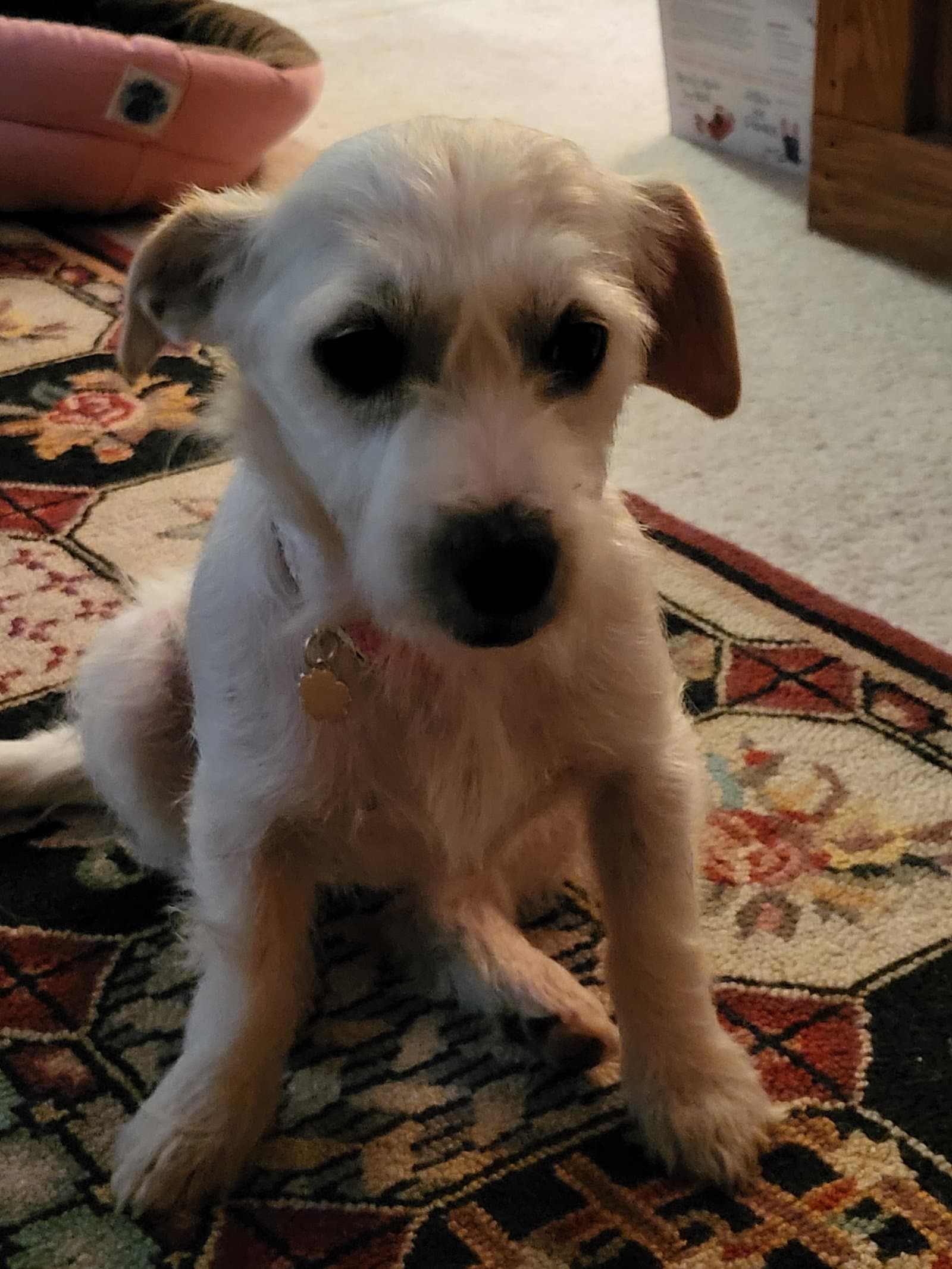 Sukey - Norfolk Terrier