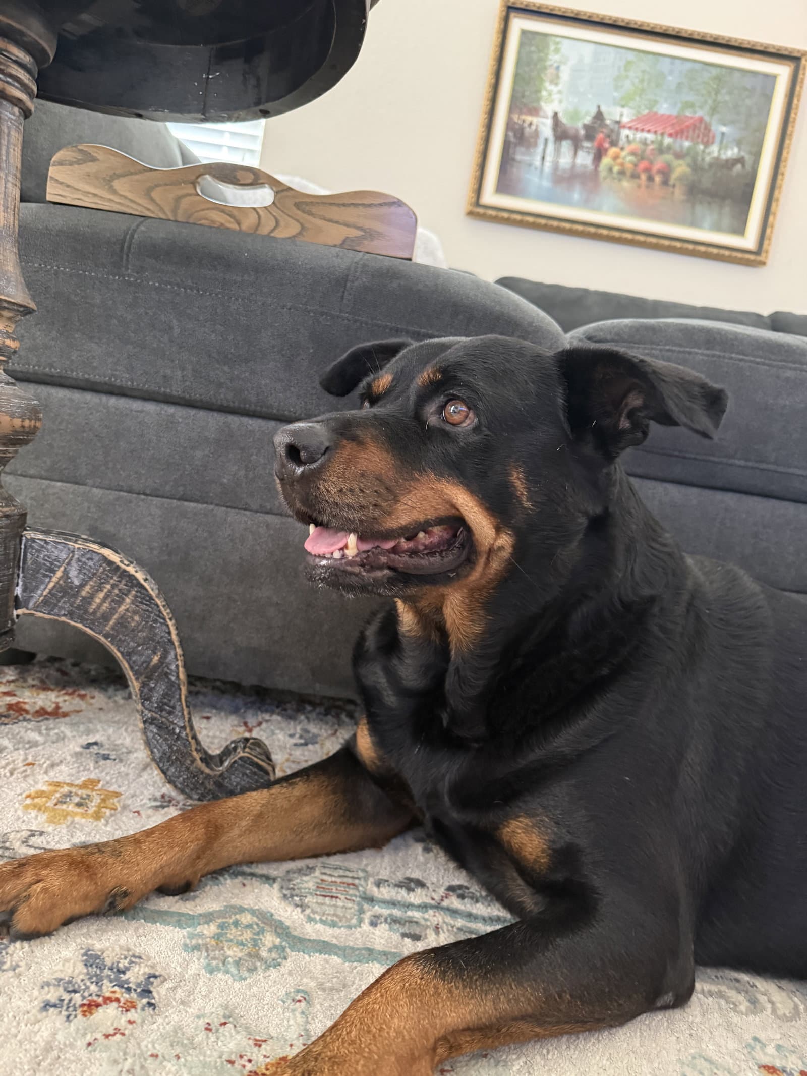 Diesel - Rottweiler