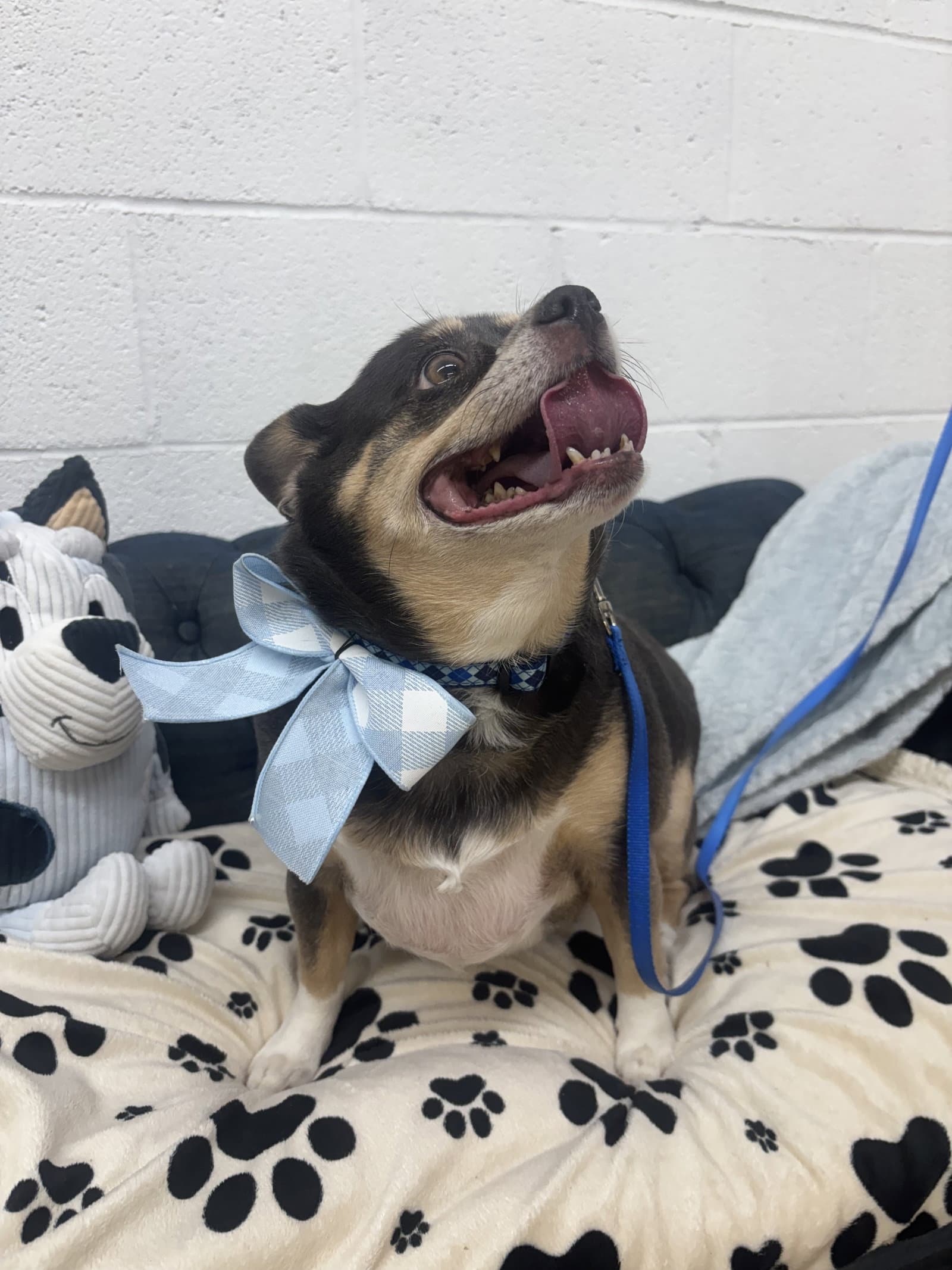 Cooper - Chihuahua