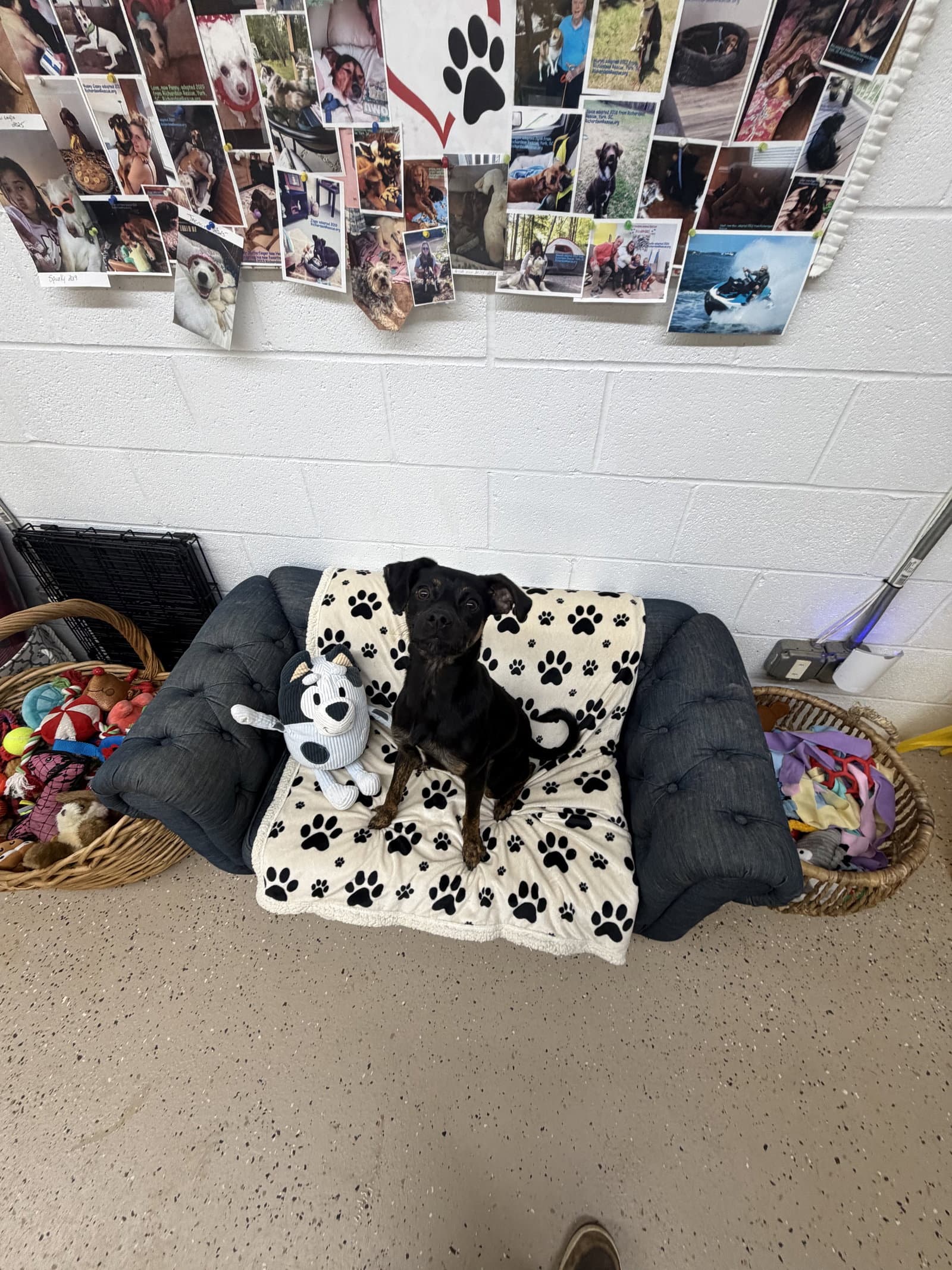 Royce - Miniature Pinscher