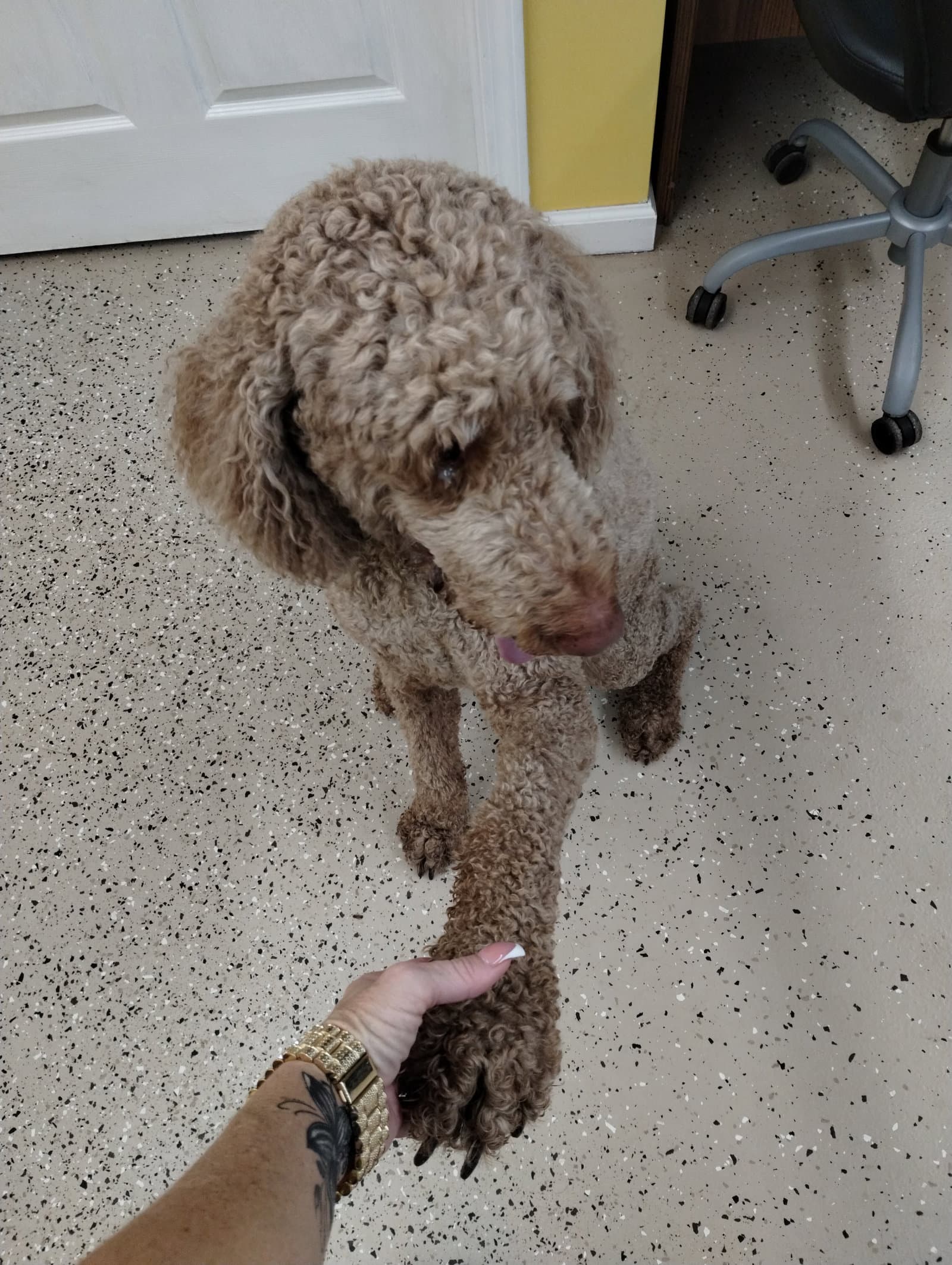 Hobbs - Poodle (Standard)