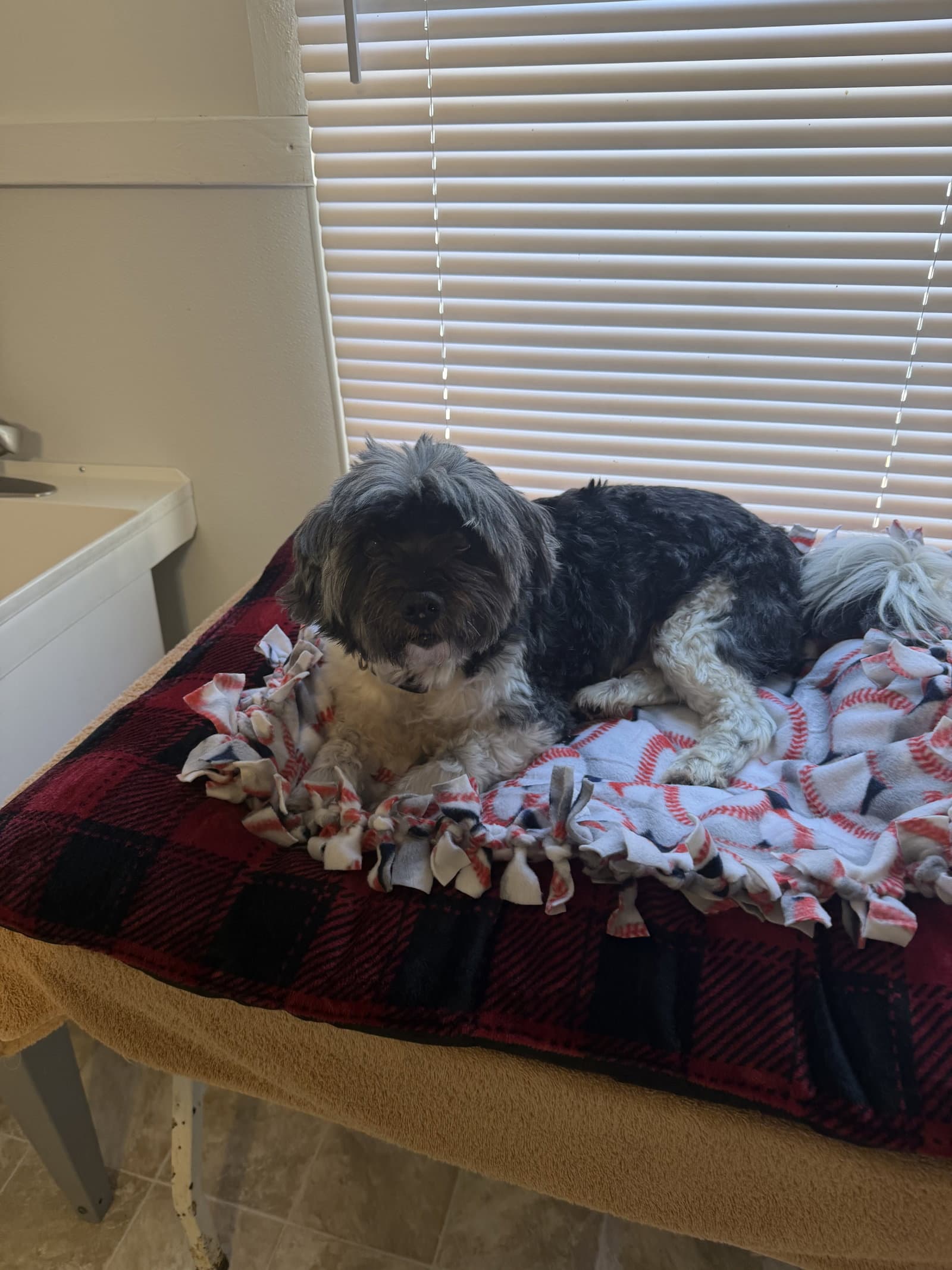 Griffin - Shih Tzu