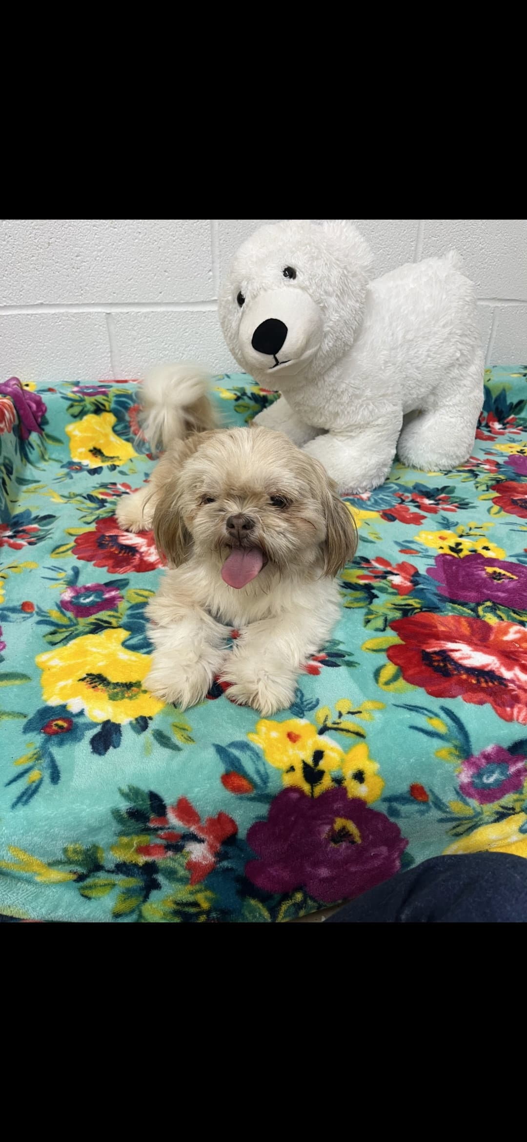 Amber - Shih Tzu