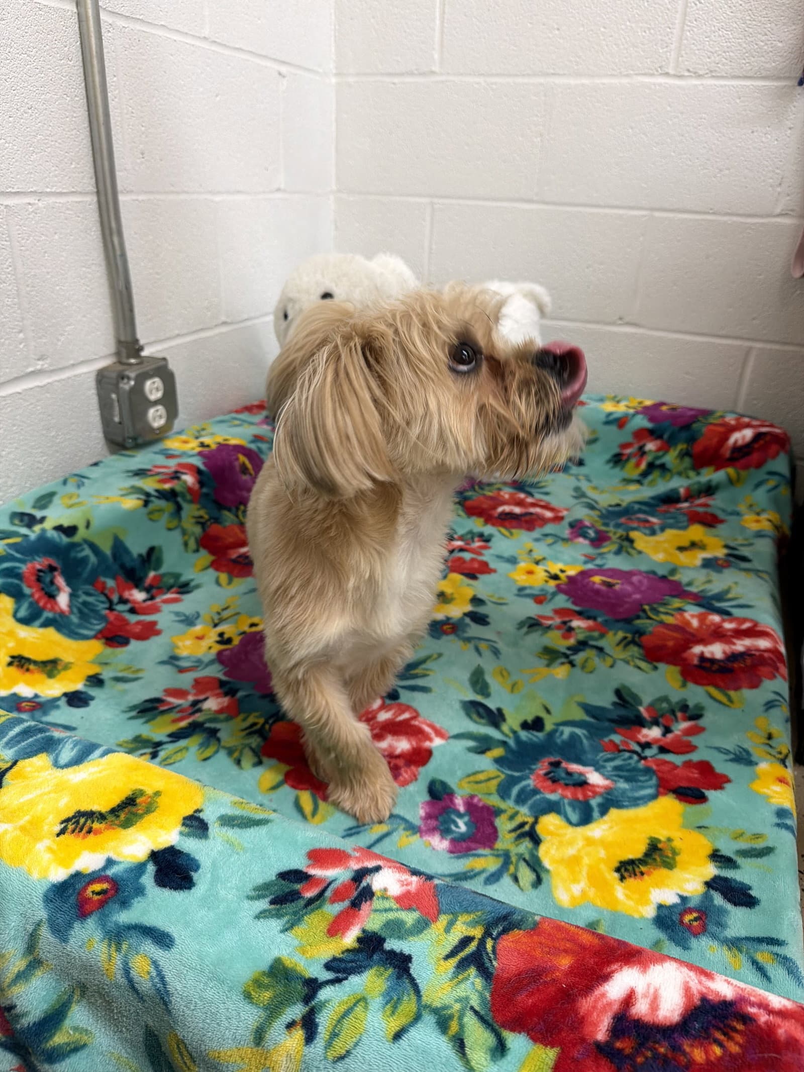 Chucky - Shih Tzu