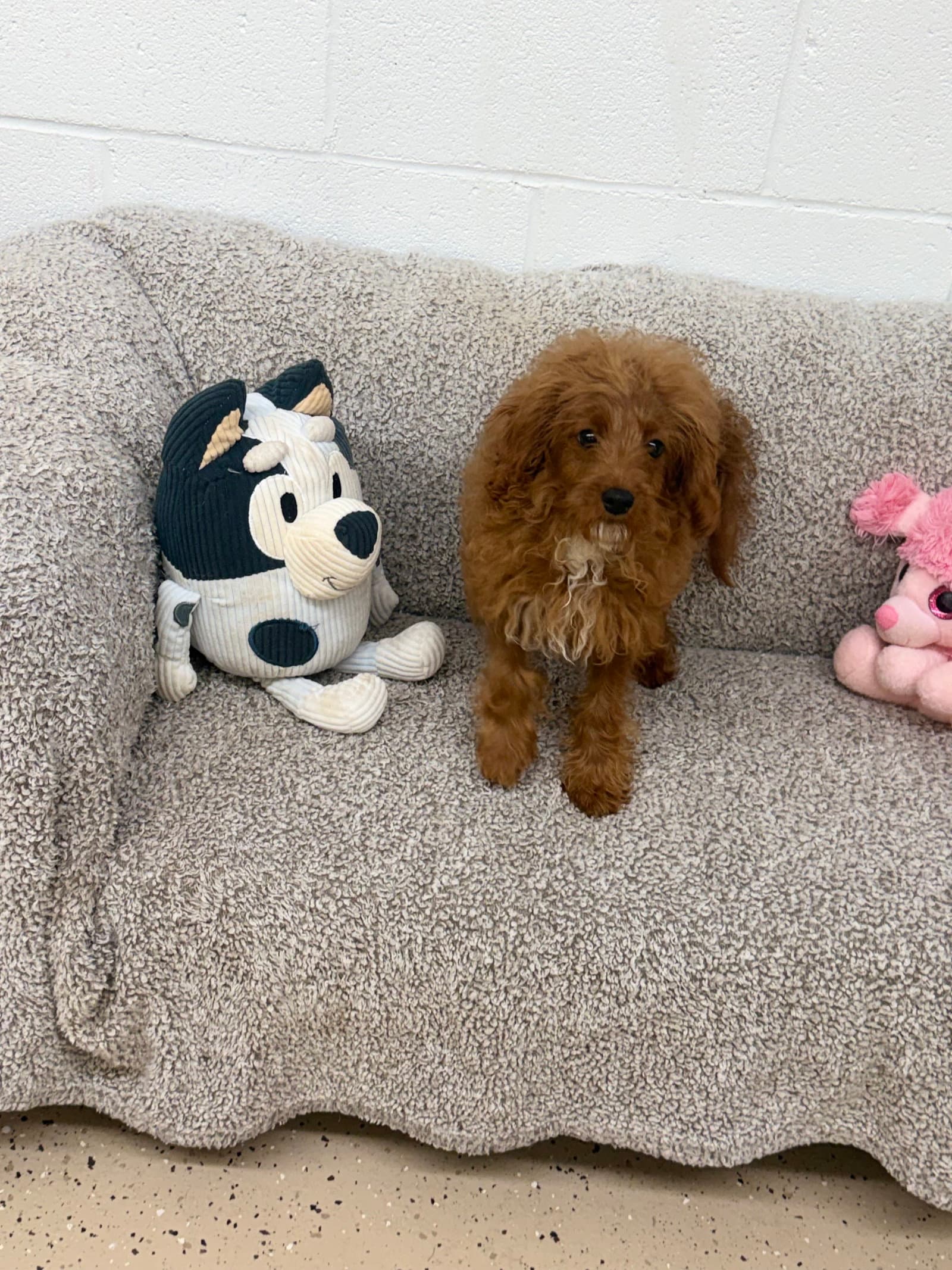 Bailee - Cavalier King Charles Spaniel