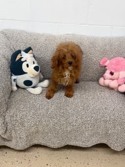 Bailee image 2