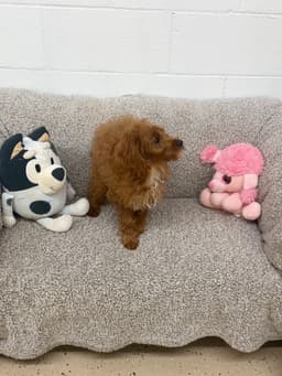 Bailee image 3