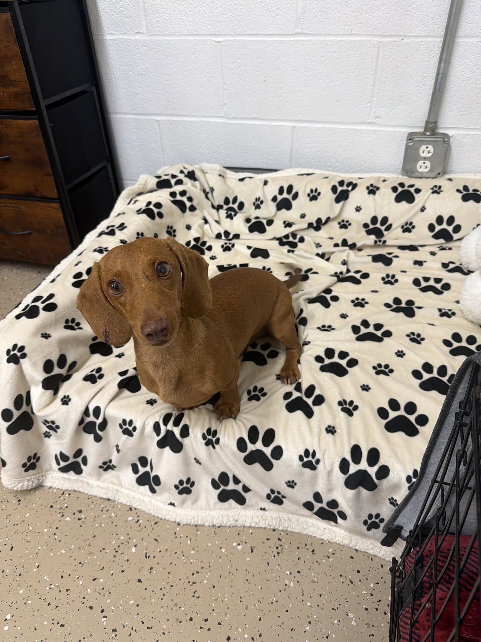 Red - Dachshund