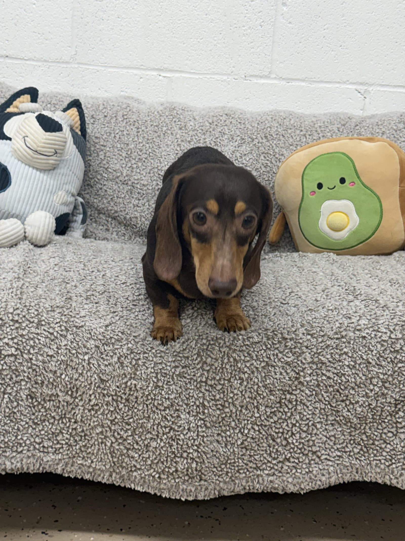 Rocky - Dachshund