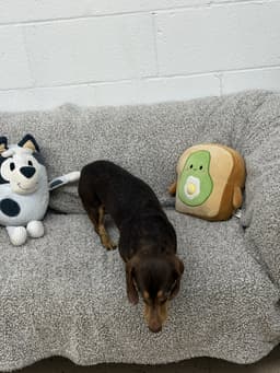 Rocky image 2