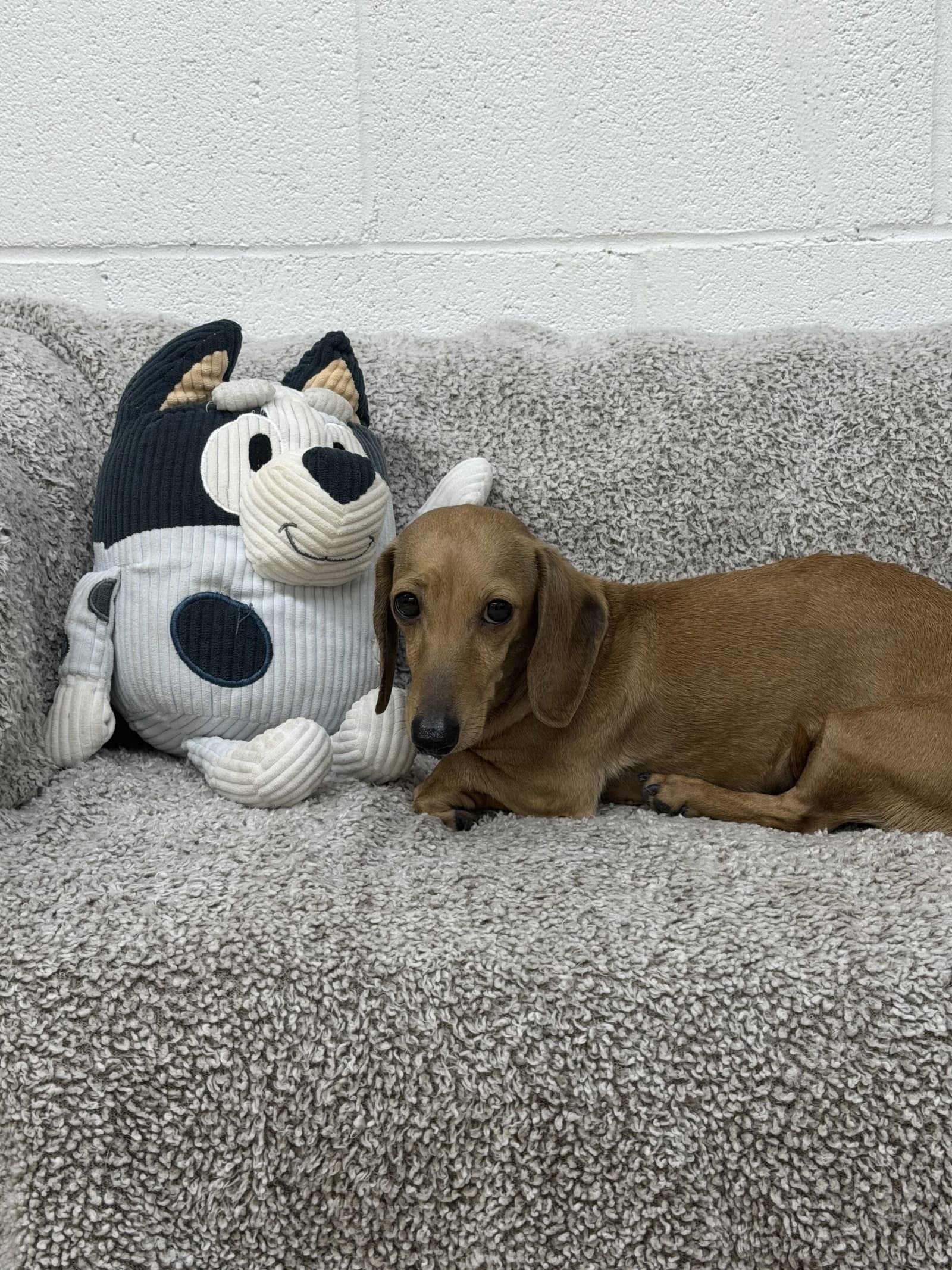 Enid - Dachshund