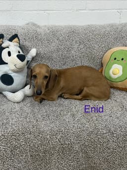 Enid image 2