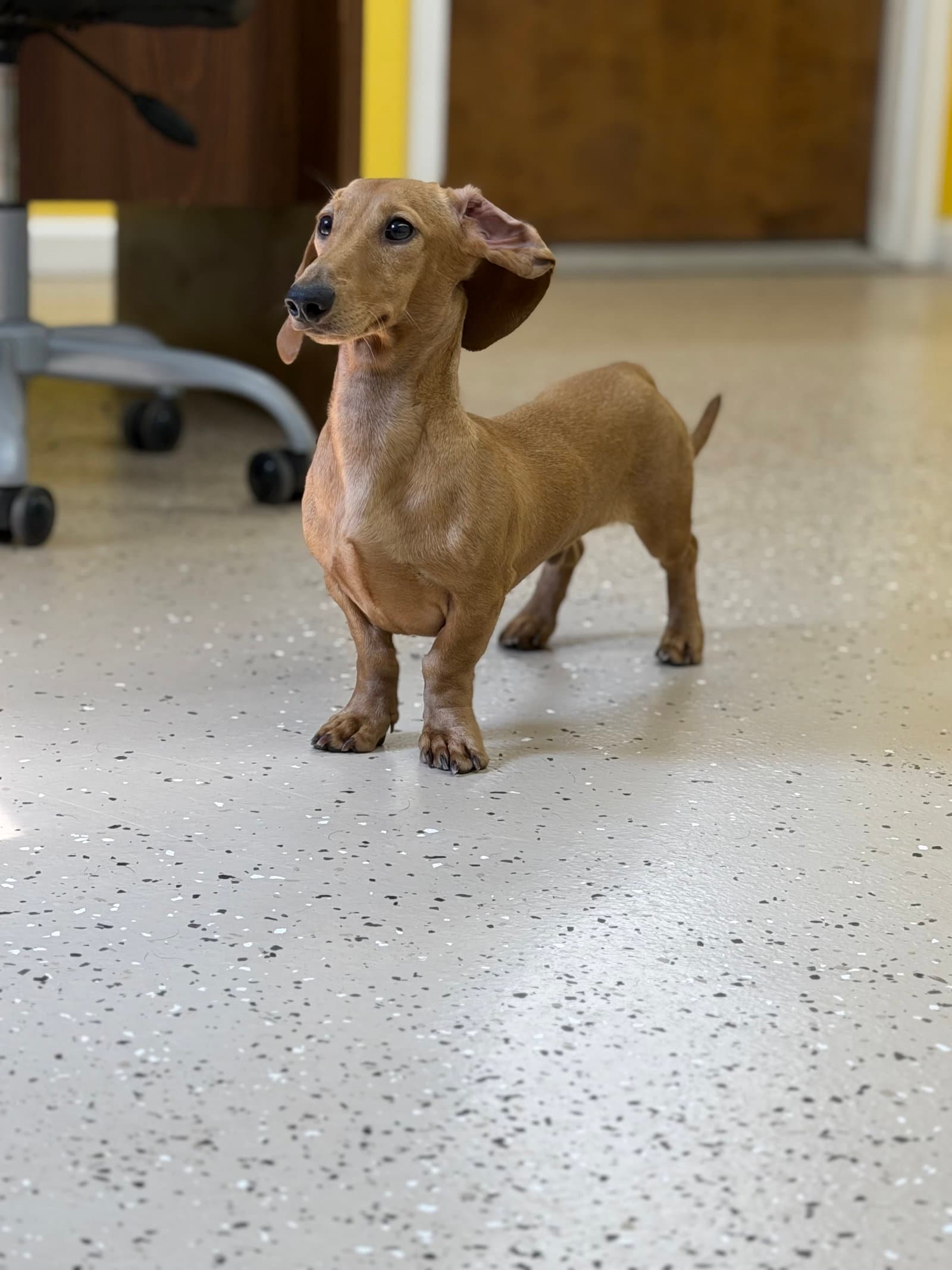 Nibby - Dachshund