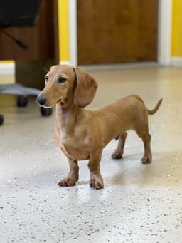 Nibby image 3