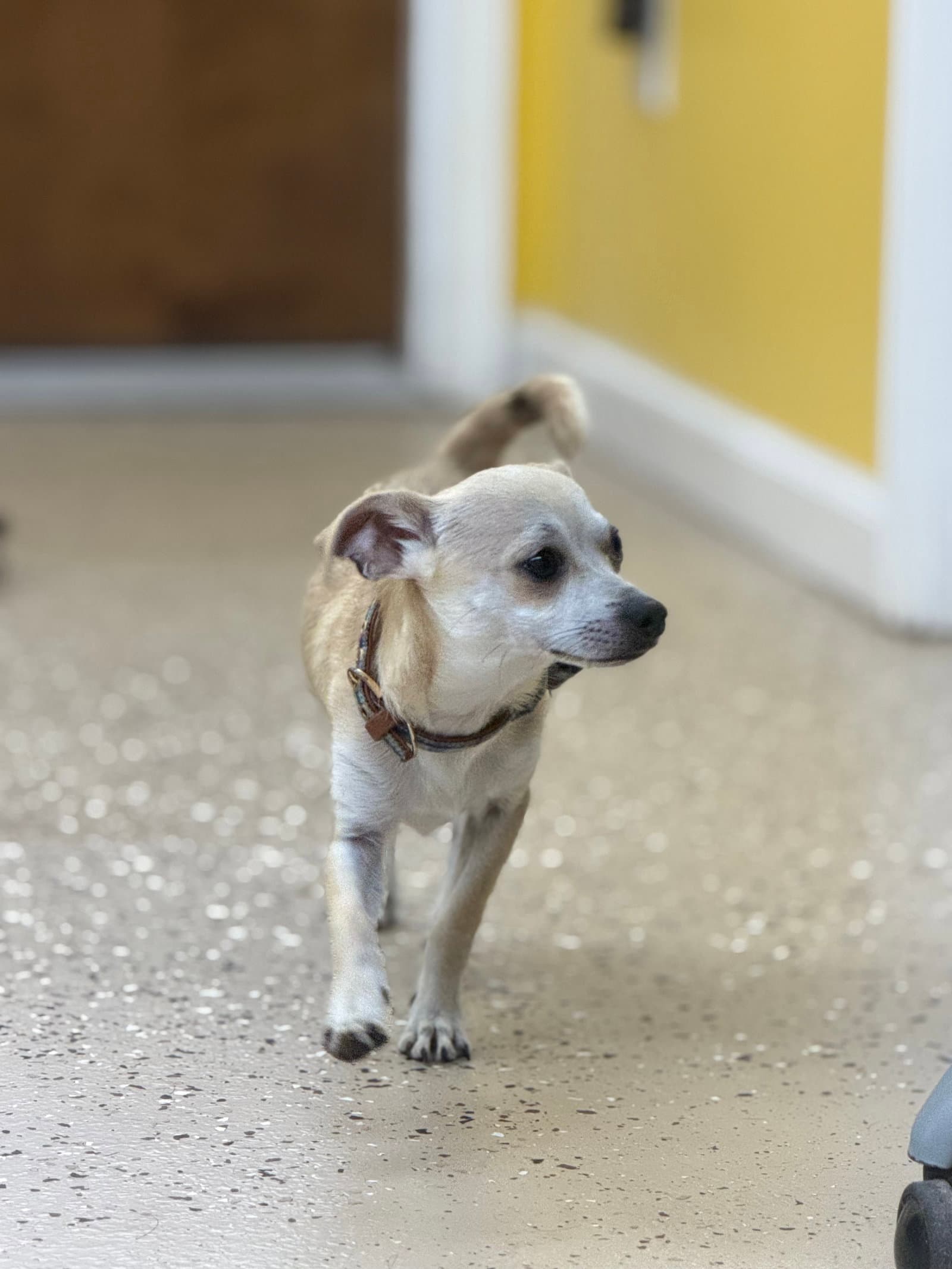 Little Buddy - Chihuahua