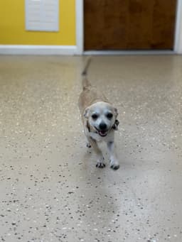 Little Buddy image 3