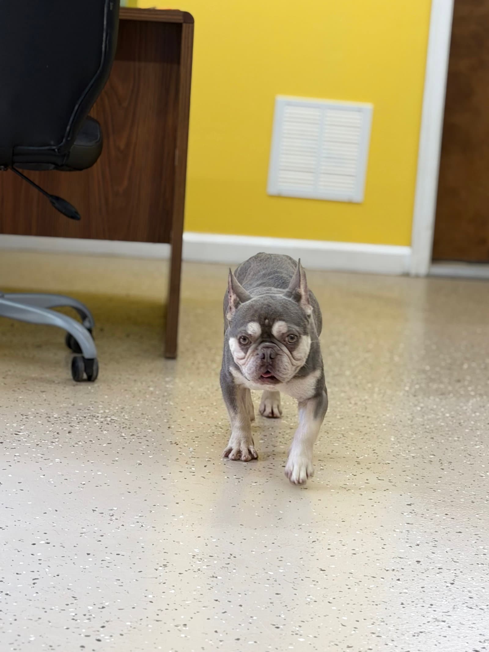 Retro - French Bulldog