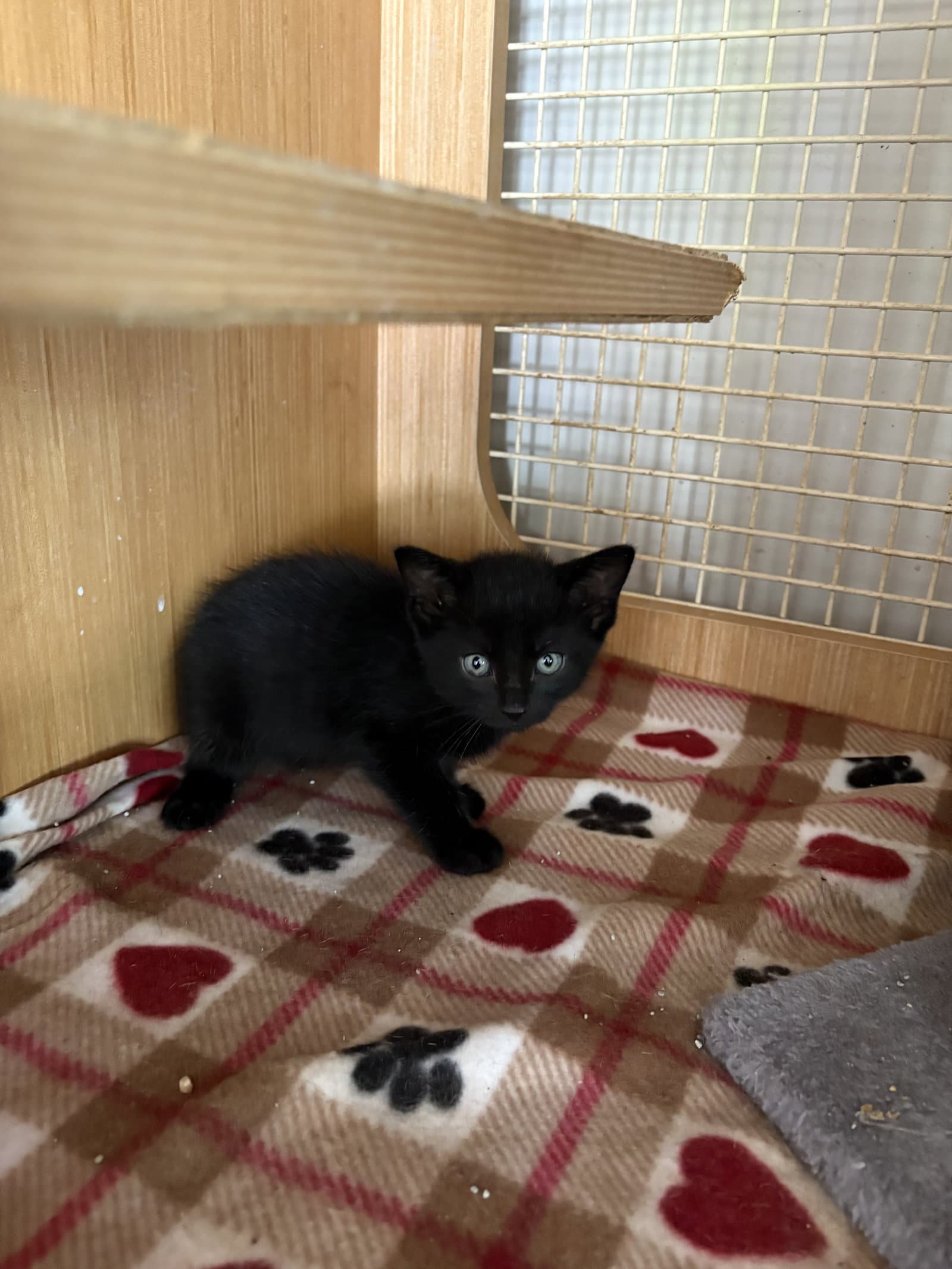 Alister  Th - Domestic Short Hair