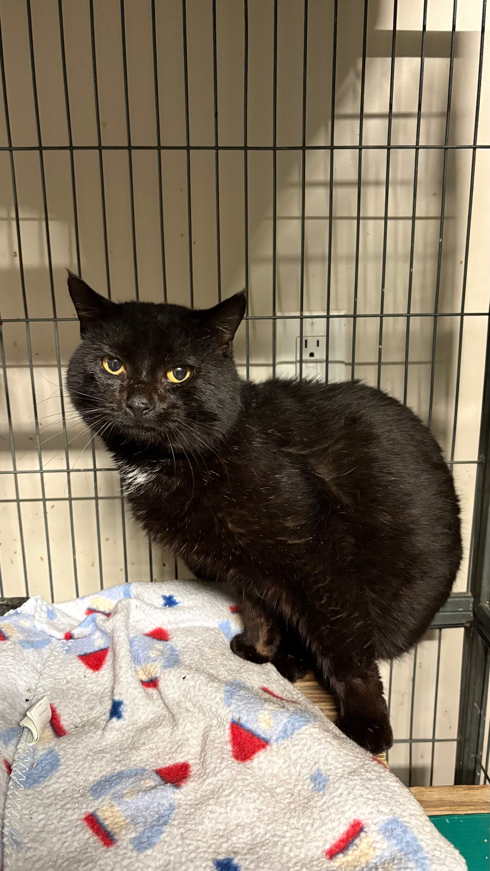 Mcgyver - Domestic Short Hair