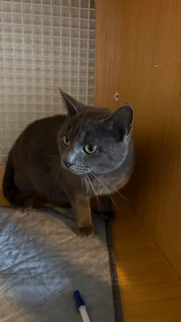 Biscuit image 1