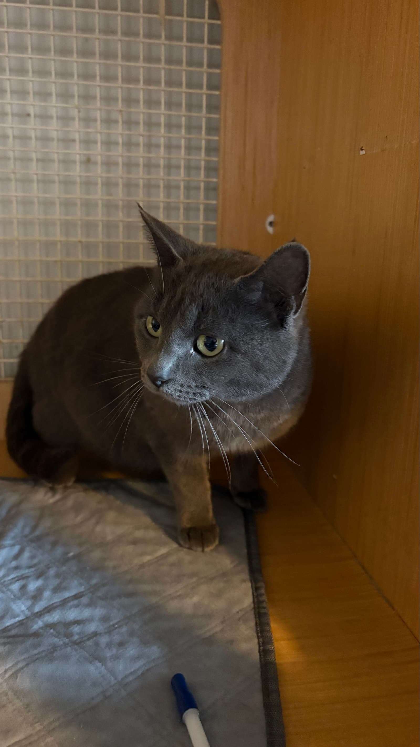 Biscuit - Domestic Short Hair