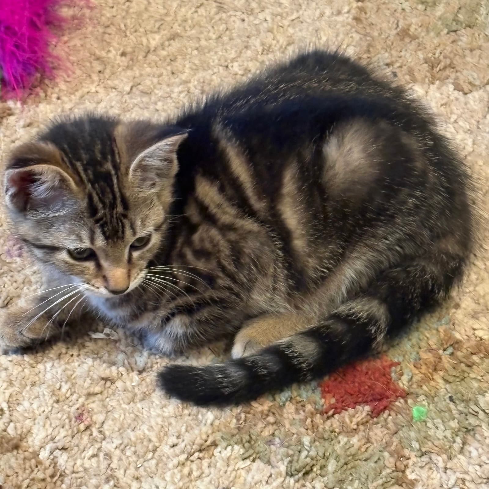 Teddy - Domestic Short Hair