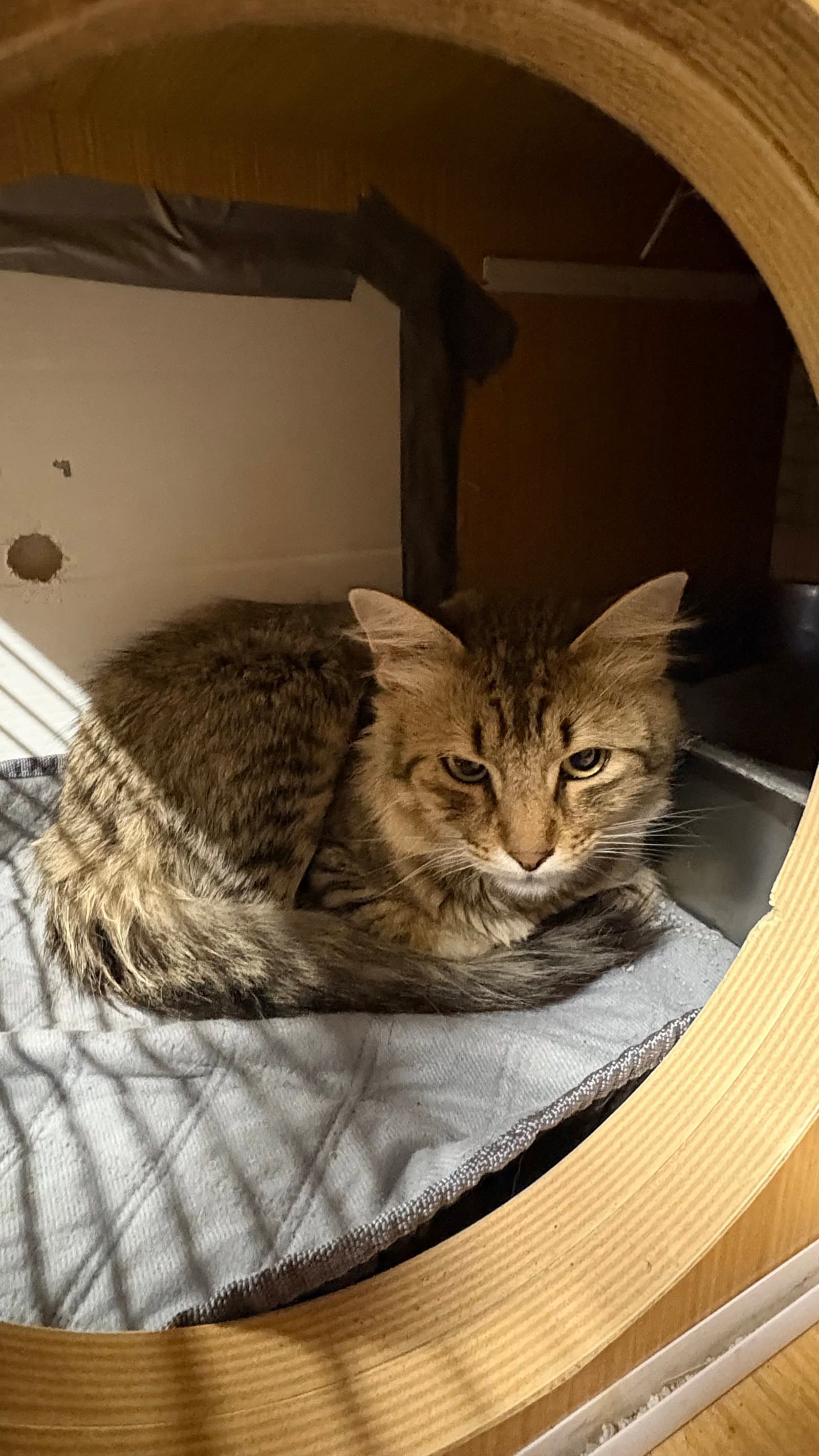 Montana - Domestic Medium Hair