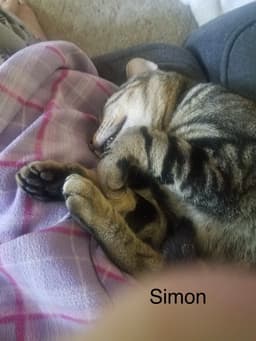 Simon image 1